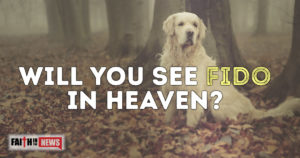 Will You See Fido In Heaven?