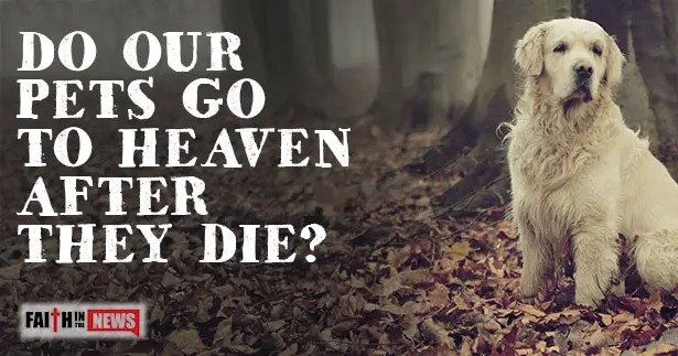 Do Our Pets Go To Heaven After They Die? - Faith in the News